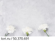 white carnation flowers grey table. Стоковое фото, агентство Ingram Publishing / Фотобанк Лори