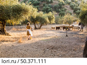 female farmer herding sheeps olive orchard. Стоковое фото, агентство Ingram Publishing / Фотобанк Лори