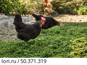 group chickens farm eating. Стоковое фото, агентство Ingram Publishing / Фотобанк Лори