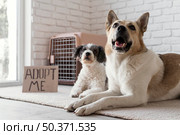low angle dogs near adopt me banner. Стоковое фото, агентство Ingram Publishing / Фотобанк Лори