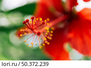 close up red hibiscus flower. Стоковое фото, агентство Ingram Publishing / Фотобанк Лори