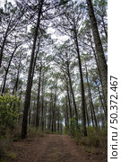 Pine trees forest view in Ovar - Portugal. Стоковое фото, агентство Ingram Publishing / Фотобанк Лори