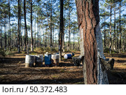 Extraction of natural resin from pine tree trunks in Ovar - Portugal. Стоковое фото, агентство Ingram Publishing / Фотобанк Лори