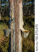 Extraction of natural resin from pine tree trunks in Ovar - Portugal. Стоковое фото, агентство Ingram Publishing / Фотобанк Лори