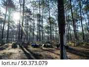 Extraction of natural resin from pine tree trunks in Ovar - Portugal. Стоковое фото, агентство Ingram Publishing / Фотобанк Лори