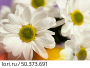 close up spring daisies. Стоковое фото, агентство Ingram Publishing / Фотобанк Лори