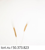defocused wheat ears spikelets with grains white background. Стоковое фото, агентство Ingram Publishing / Фотобанк Лори