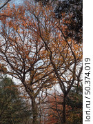 forest with trees close up 7. Стоковое фото, агентство Ingram Publishing / Фотобанк Лори