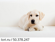 Studio portrait of a beautiful and cute labrador dog breed. Стоковое фото, агентство Ingram Publishing / Фотобанк Лори