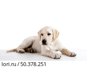 Studio portrait of a beautiful and cute labrador dog breed. Стоковое фото, агентство Ingram Publishing / Фотобанк Лори