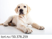 Studio portrait of a beautiful and cute labrador dog breed. Стоковое фото, агентство Ingram Publishing / Фотобанк Лори