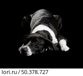 Beautiful dog lying on the floor with a sad look, isolated on black. Стоковое фото, агентство Ingram Publishing / Фотобанк Лори