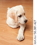Labrador retriever puppy lying on the floor. Стоковое фото, агентство Ingram Publishing / Фотобанк Лори