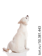 Back view of a labrador retriever cream puppy isolated on white background. Стоковое фото, агентство Ingram Publishing / Фотобанк Лори