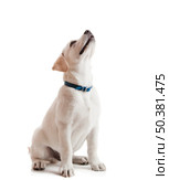 Beautiful labrador retriever cream puppy isolated on white background wearing a blue dog-collar. Стоковое фото, агентство Ingram Publishing / Фотобанк Лори