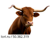 Texas Longhorn bull portrait with huge horns, majestic brown farm animal face isolated on clean white background for western concepts. Стоковое AI-изображение, AI-художник Павел Муравьев / Фотобанк Лори