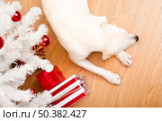 Beautiful Labrador retriever on Christmas day lying on the floor. Стоковое фото, агентство Ingram Publishing / Фотобанк Лори