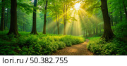 Golden sunlight filters through trees, summer foliage, woodland trail, healthy natural setting, relaxation, perfect for eco tourism, wellness, nature backgrounds, tranquil adventure scene. Стоковое AI-изображение, AI-художник Павел Муравьев / Фотобанк Лори