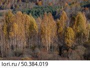 Солнечная золотая осень в Изборско-Мальской долине. Псковская область. Редакционное фото, фотограф Виктор Карасев / Фотобанк Лори