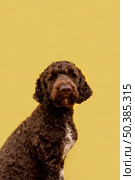 side view domestic poodle. Стоковое фото, агентство Ingram Publishing / Фотобанк Лори