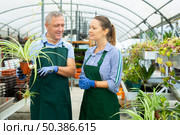 Woman and man are standing with blooming flower Chlorophytum on their work place in hothouse. Стоковое фото, фотограф Яков Филимонов / Фотобанк Лори