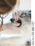 female veterinarian inspecting dog s teeth clinic. Стоковое фото, агентство Ingram Publishing / Фотобанк Лори