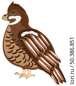 Timber bird hazel grouse on white background is insulated. Стоковая иллюстрация, иллюстратор Шипицин Евгений Витальевич / Фотобанк Лори