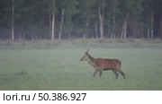 Олень благородный дикие животные Cervus elaphus. Стоковое видео, видеограф Дмитрий Якубович / Фотобанк Лори