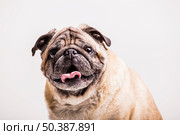 portrait pug dog with its tongue out looking camera. Стоковое фото, агентство Ingram Publishing / Фотобанк Лори