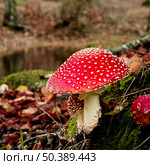 Close-up picture of a Amanita poisonous mushroom in nature. Стоковое фото, агентство Ingram Publishing / Фотобанк Лори