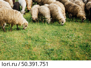 close up sheep eating grass pasture. Стоковое фото, агентство Ingram Publishing / Фотобанк Лори