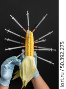 gmo chemical modified food corn. Стоковое фото, агентство Ingram Publishing / Фотобанк Лори