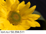 beautiful macro yellow flower. Стоковое фото, агентство Ingram Publishing / Фотобанк Лори