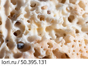 close up coral organic background 2. Стоковое фото, агентство Ingram Publishing / Фотобанк Лори