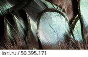 close up glossy feathers organic background. Стоковое фото, агентство Ingram Publishing / Фотобанк Лори