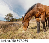 beautiful wild horse forest 2. Стоковое фото, агентство Ingram Publishing / Фотобанк Лори