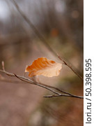 forest details captured daylight 3. Стоковое фото, агентство Ingram Publishing / Фотобанк Лори