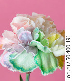 beautiful bloomed flower close up 2. Стоковое фото, агентство Ingram Publishing / Фотобанк Лори