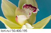 beautiful close up bloomed flower 2. Стоковое фото, агентство Ingram Publishing / Фотобанк Лори