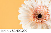 close up macro bloomed flower 3. Стоковое фото, агентство Ingram Publishing / Фотобанк Лори