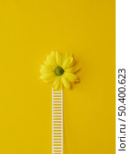 top view composition optimism concept with flowers 2. Стоковое фото, агентство Ingram Publishing / Фотобанк Лори