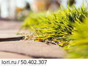 natural grass close up 7. Стоковое фото, агентство Ingram Publishing / Фотобанк Лори