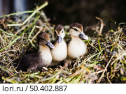 three mallard ducklings grass. Стоковое фото, агентство Ingram Publishing / Фотобанк Лори