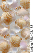 Diverse seashell collection showcasing various shapes and colors on a neutral background. Стоковое AI-изображение, AI-художник Сергей Толмачёв / Фотобанк Лори