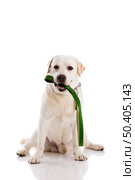 Beautiful labrador retriever bitting the leash, isolated on white background. Стоковое фото, агентство Ingram Publishing / Фотобанк Лори