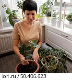 high angle woman tending indoor plant. Стоковое фото, агентство Ingram Publishing / Фотобанк Лори