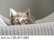 Sleepy tabby kitten squints in sun as he peeks out from cozy knitted bed. Perfect for themes of relaxation, comfort and cute pets. Стоковое фото, фотограф Елена Никишина / Фотобанк Лори