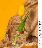 yellow tulip transparent vase. Стоковое фото, агентство Ingram Publishing / Фотобанк Лори