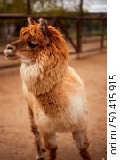 Fluffy llama with thick, reddish-brown fur stands on sandy ground, showing its side profile. It has thick fur around its neck and ears standing alertly in an outdoor enclosure. Стоковое фото, фотограф Алина Лебедь / Фотобанк Лори