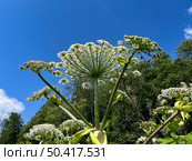 Цветущий борщевик. Стебли и соцветия. Flowering hogweed. Stems and inflorescences. Стоковое фото, фотограф Александр Рыбалка / Фотобанк Лори